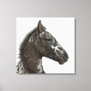 kruising van een Appaloosa met een Canvas Afdruk