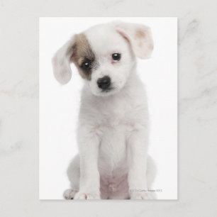 Kruispuppy (2 maanden oud) briefkaart