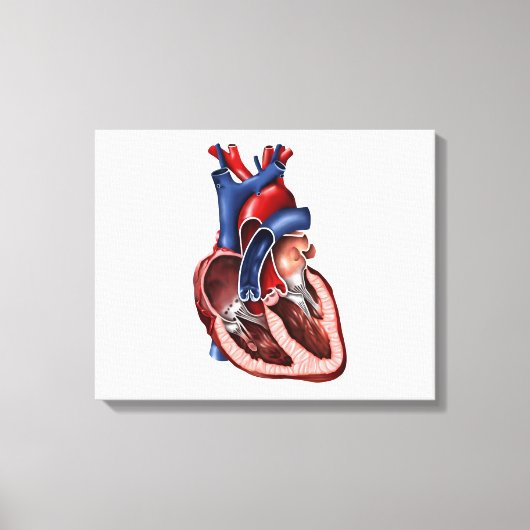 Kruissectie van het menselijk hart canvas afdruk (Voorkant)