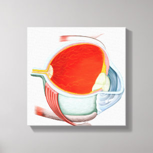 Kruissectie van menselijke ogen canvas afdruk