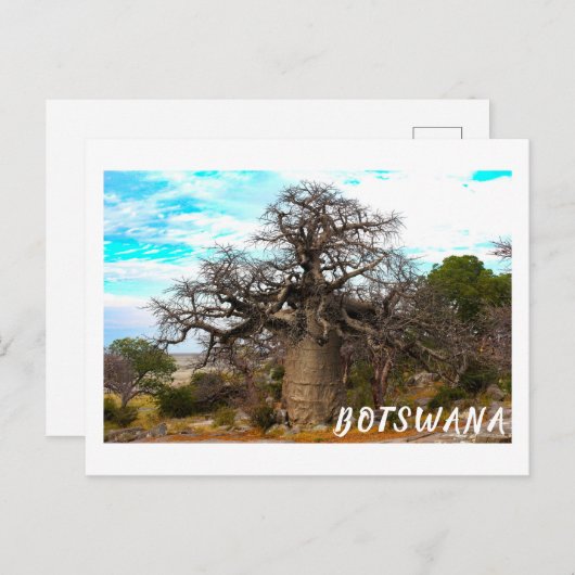 Kubu Island Baobab Tree Baobabs Botswana Scenery Briefkaart (Voorkant / Achterkant)