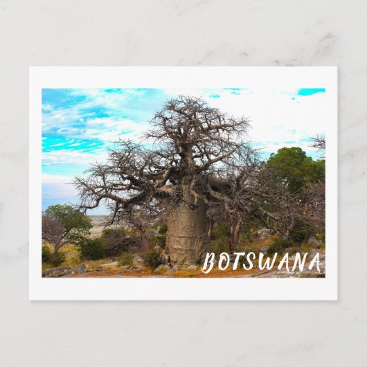 Kubu Island Baobab Tree Baobabs Botswana Scenery Briefkaart (Voorkant)