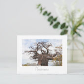Kubu Island Baobab Tree Botswana Scenery Carte pos (Debout devant)