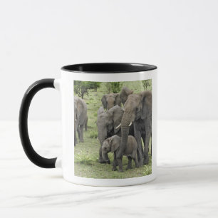Kudde Afrikaanse olifanten, Loxodonta africana, 2 Mok