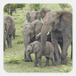 Kudde Afrikaanse olifanten, Loxodonta africana, 2 Vierkante Sticker