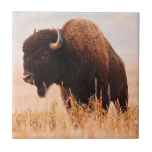 Kudde Amerikaanse Bizons (Bison Bison) In Teton 2 Tegeltje