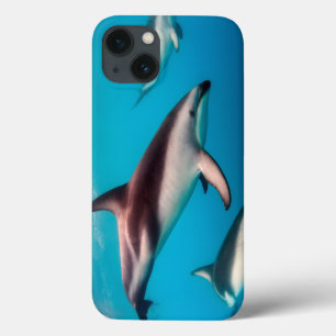 Kudde donkere dolfijnen voor de kust van Kaikoura iPhone 13 Hoesje