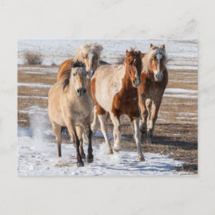 Kudde gemengde paarden die door de sneeuw rennen briefkaart
