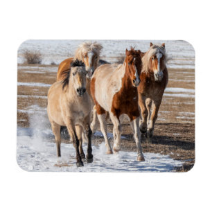 Kudde gemengde raskudde paarden die in de sneeuw r magneet