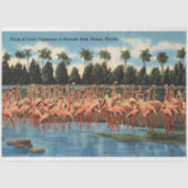 Kudde koraal flamingo's bij Hialeah Park Miami Fl Tissuepapier (Voorkant)