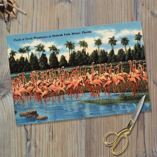 Kudde koraal flamingo's bij Hialeah Park Miami Fl Tissuepapier