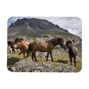 Kudde paarden bij Hofn, IJsland Magneet