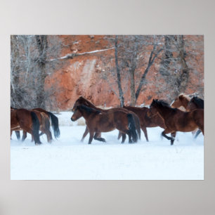 Kudde paarden rennend in de sneeuw poster