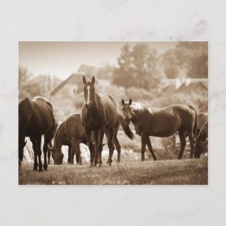 Kudde paarden - Sepia Toned Photograph Briefkaart