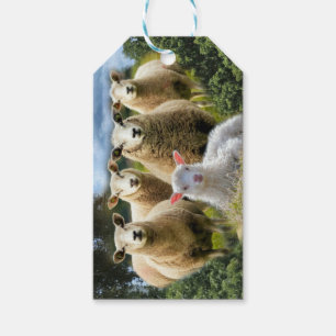 kudde schapen van baby-lammeren cadeaulabel