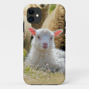 kudde schapen van baby-lammeren iPhone 11 hoesje