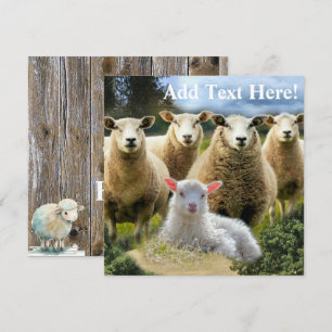 kudde schapen van baby-lammeren kaart
