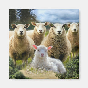kudde schapen van baby-lammeren magneet