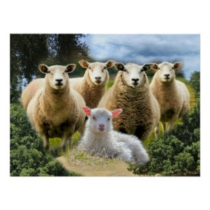 kudde schapen van baby-lammeren perfect poster