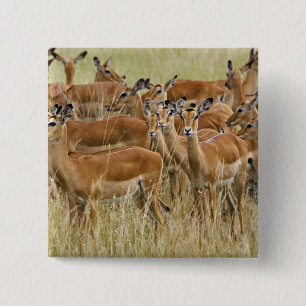 Kudde vrouwelijke Impala, Masai Mara, Kenia. Vierkante Button 5,1 Cm