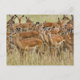Kudde vrouwelijke Impala's, Masai Mara, Kenia. Briefkaart