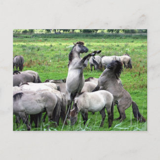 kudde wilde konik paarden briefkaart
