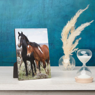 Kudde wilde paarden fotoplaat