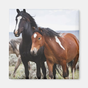 Kudde wilde paarden magneet