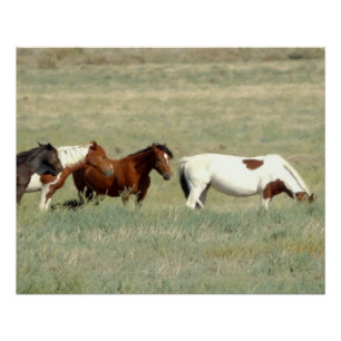 Kudde wilde paarden perfect poster