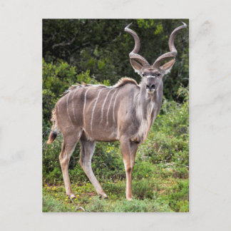Kudu. Briefkaart