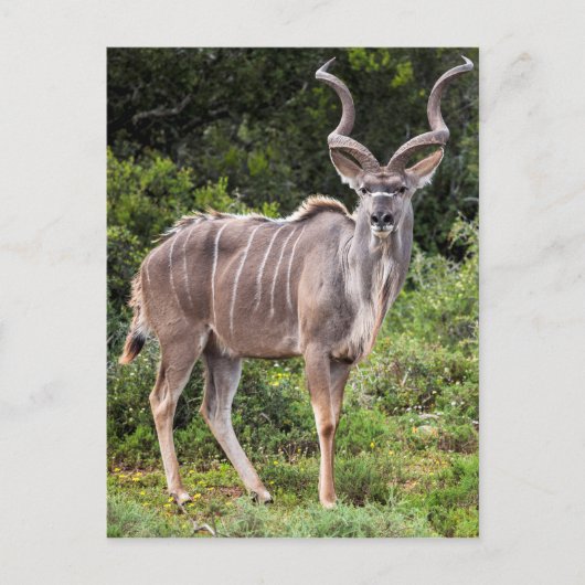Kudu. Briefkaart (Voorkant)