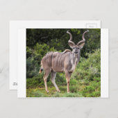 Kudu. Briefkaart (Voorkant / Achterkant)