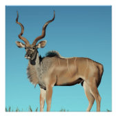Kudu Perfect Poster (Voorkant)