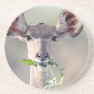 Kudu portret zandsteen onderzetter