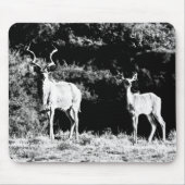 Kudu-stier en -koe in zwart-wit - Mousepad Muismat (Voorkant)