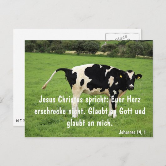 Kuh Briefkaart (Voorkant / Achterkant)