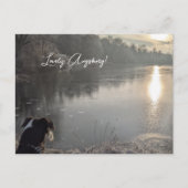 Kuhsee am Morgen mit Hund in Augsburg Briefkaart (Voorkant)
