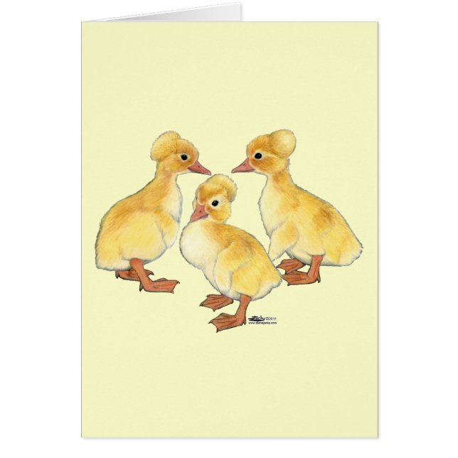 Kuif witte eendjes (Voorkant)