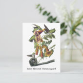 Kuifbrij, John Audubon Briefkaart (Staand voorkant)