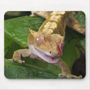 Kuifgecko Muismat