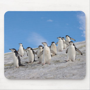 Kuifpinguïns   Pygoscelis Antarctica Muismat