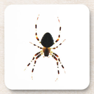 Kuifspider Bier Onderzetter