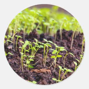 Kuitgras Ronde Sticker