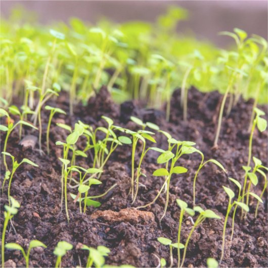 Kuitgras Sticker (Voorkant)