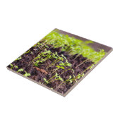 Kuitgras Tegeltje (Zijkant)