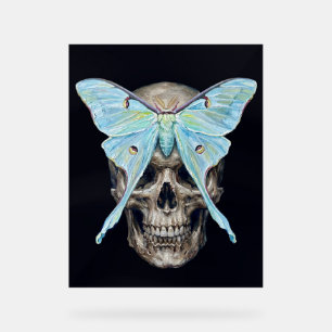 kull en Luna Moth — Memento Mori Impasto Poster