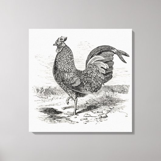 Kulm Fowl Rooster Chicken - Chickens Hen Canvas Afdruk (Voorkant)