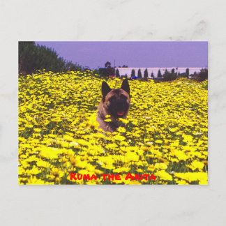 Kuma the Akita Briefkaart