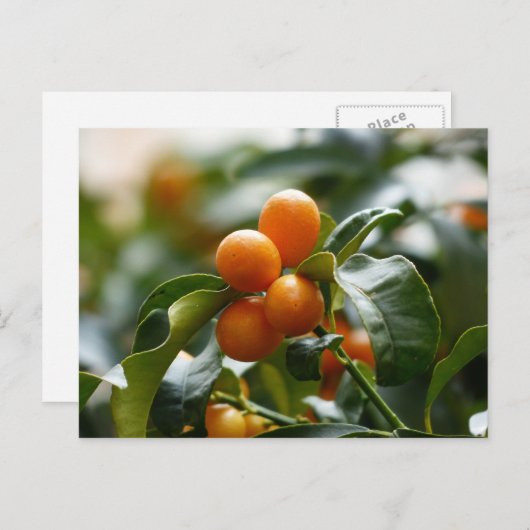Kumquats op Kumquat Tree Branch Briefkaart (Voorkant / Achterkant)