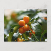 Kumquats op Kumquat Tree Branch Briefkaart (Voorkant)